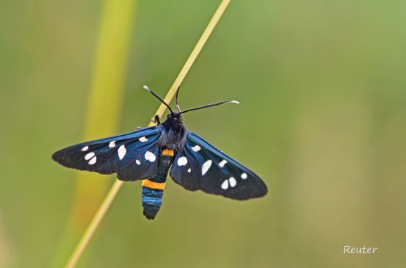 Weißfleck-Widderchen (Amata sp.)